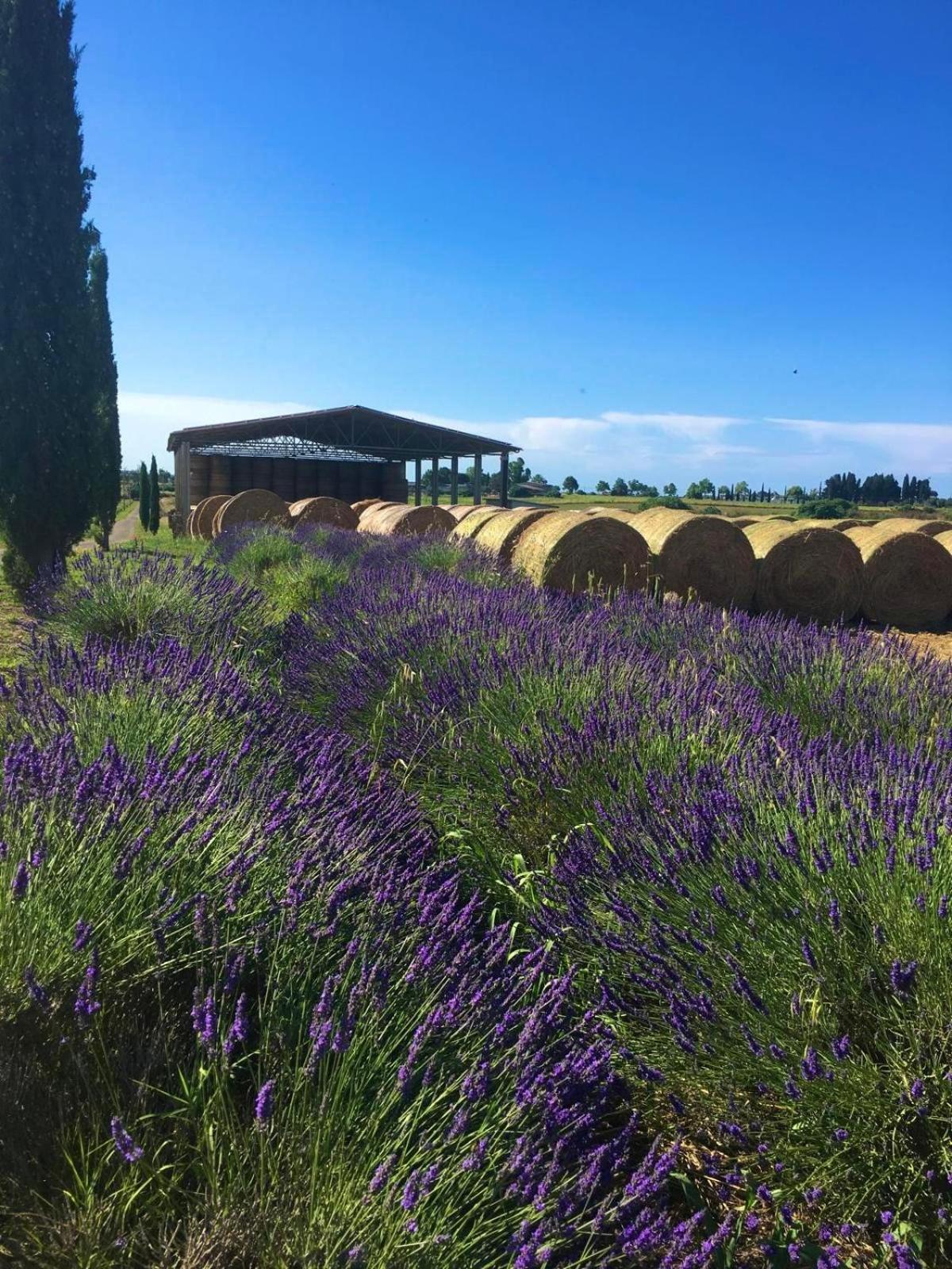 Tenuta Saracone Montalto di Castro Exteriör bild